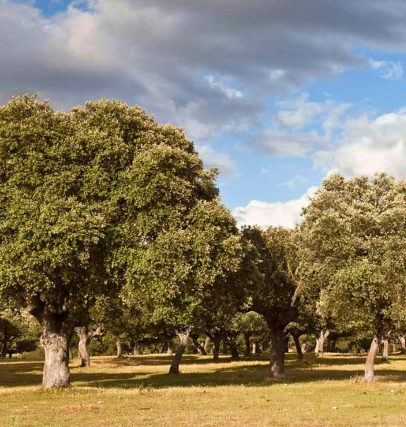 Descubre el Campo Charro desde nuestras Casas Rurales