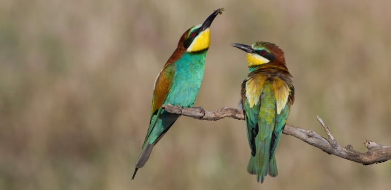 Observación de Aves - Casas Rurales Miradores