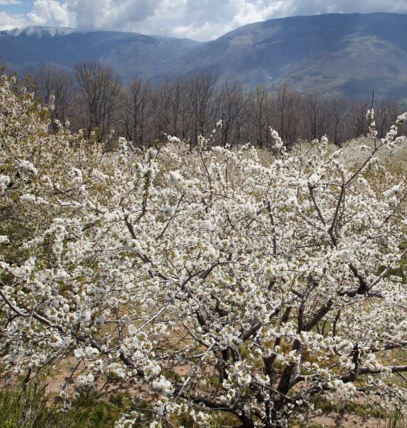 Visita el Valle de Jerte